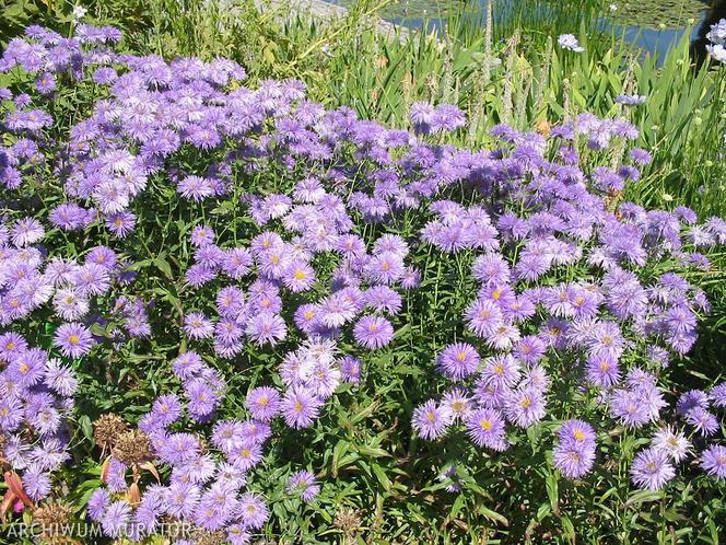 Aster nowoangielski