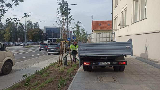 Ostatnie nasadzenia drzew przy alei Piłsudskiego