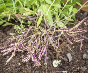 Co to są rozłogi korzeniowe? Do czego służą roślinom?