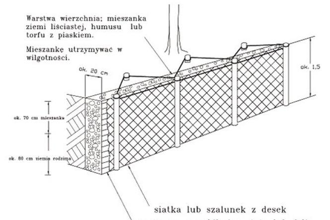 Uszkodzenia drzew. Ochrona drzew w mieście