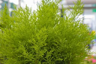 Czy cyprysik 'Golcrest' przezimuje w gruncie w ogrodzie? Odpowiada ekspert