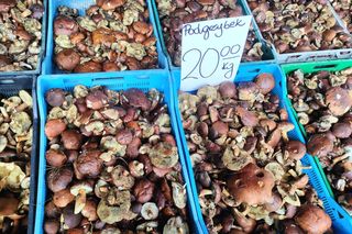 Grzyby na łódzkich targowiskach. Jest ich pełno! Zobacz, ile kosztują [ZDJĘCIA]