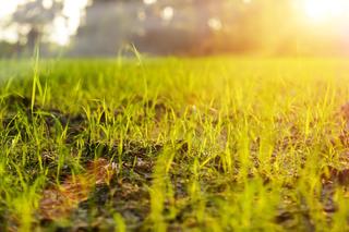 Biorę to garściami i posypuje trawnik. Darmowy nawóz, po którym trawa jest jak malowana. Gęsta i zielona. Sposób na pielęgnację trawnika 
