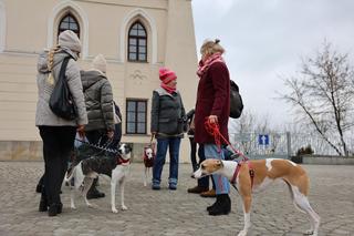 Na tym spacerze rządziły charty! Tak Lubelska Chartoterapia zagrała dla WOŚP