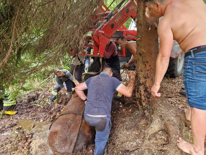 Nietypowe interwencje służb. Strażacy-ochotnicy uratowali stado koni, a strażnicy miejscy sarenki