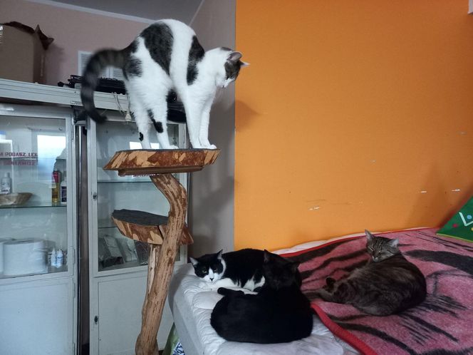 Poszukiwani wolontariusze do pomocy w Kociarni w Lesznie