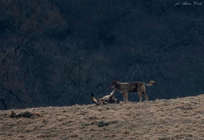 Wilki wylegują się w słońcu