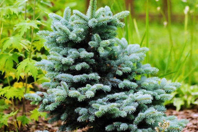 Świerk kłujący 'Glauca Globosa'