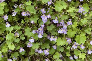 Jakie kwiaty na dywan kwiatowy? Rośliny kobiercowe i okrywowe