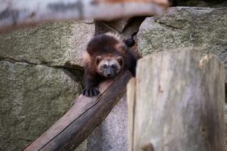 Rosomaki urodzone w ZOO w Chorzowie wyruszyły w świat. Gdzie trafią?