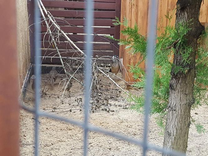 W Mini Zoo w Lesznie zamieszkały nowe ptaki. Wśród nich jeden z najpiękniejszych bażantów