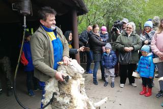 Owce z myślęcińskiego zoo pozbyły się nadmiaru wełny. Zobaczcie, jak wyglądało ich strzyżenie! [ZDJĘCIA]