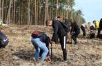 10 tys. nowych drzew w nadleśnictwie Bełchatów. W akcji udział wzięli pracownicy PGE i uczniowie