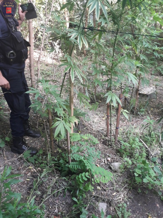 Łódź. Sprawdzali, kto wylewa ścieki do rzeki, znaleźli ogromne krzaki marihuany