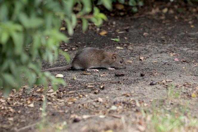 Szczury opanowały Rondo Wiatraczna w Warszawie. Mieszkańcy: Boimy się chodzić tędy z dziećmi