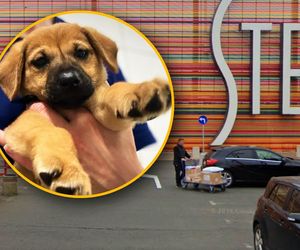 Ktoś porzucił szczeniaka w galerii handlowej! Schronisko szuka dla niego domu