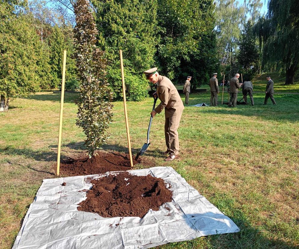 Trzy młode buki purpurowe na Skwerze Leśników Polskich wspólnie zasadzili pracownicy Nadleśnictwa Siedlce i Lasów Państwowych, władze miasta Siedlce i radni.