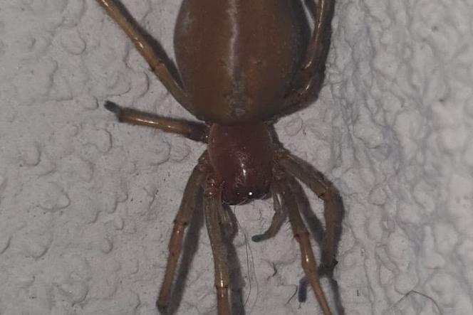 Myszków: Olbrzymi, groźny pająk znaleziony przez mieszkańca. Szok! Wyprowadzam się 