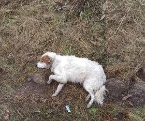 Potwór strzelił do psa. Zwierzę umierało samotnie w przydrożnym rowie. Trwa walka o jej życie