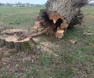 Horror na Mazowszu, potężna wierzba runęła na braci! Jeden stracił zęby, drugi życie