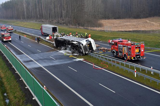 Świnie zablokowały trasę S6