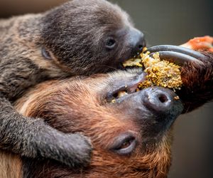 W łódzkim zoo przyszedł na świat leniwiec