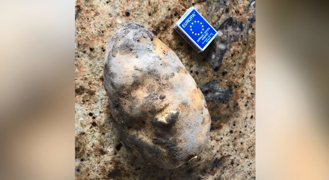 Ziemniak gigant z Małopolski