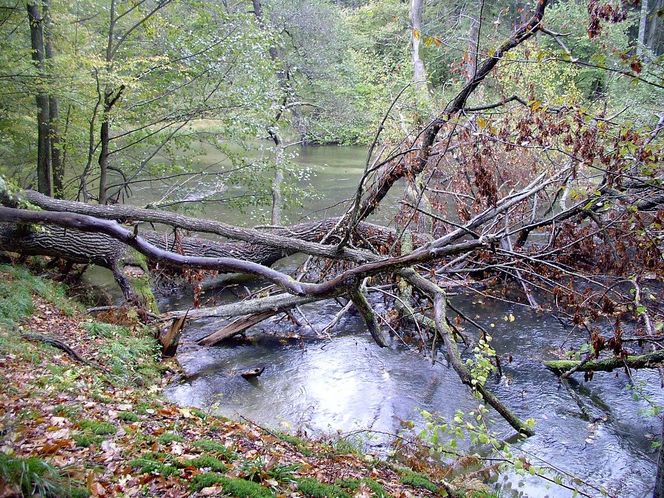 To najładniejszy las w woj. warmińsko-mazurskim. Wybrała go sztuczna inteligencja. "Zachwyca naturalnością i historią"