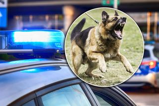 Sekcja zwłok pana Jerzego ujawniła dramatyczne fakty. Psy zaatakowały go żywego!