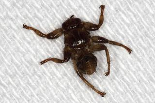 Latające kleszcze. Jak wygląda strzyżak sarni? Ukąszenie insekta jest nieprzyjemne i groźne dla ludzi