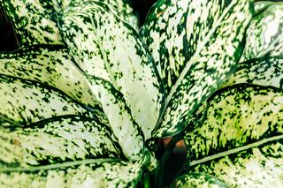 Rośliny kolekcjonerskie doniczkowe