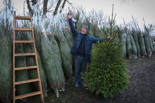 Choinki już za 20 złotych! Tutaj kupisz tanie świąteczne drzewka. Jest w czym wybierać