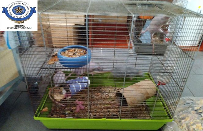 Dramatyczna interwencja w sklepie zoologicznym na Śląsku. Zwierzęta przetrzymywane w skandalicznych warunkach