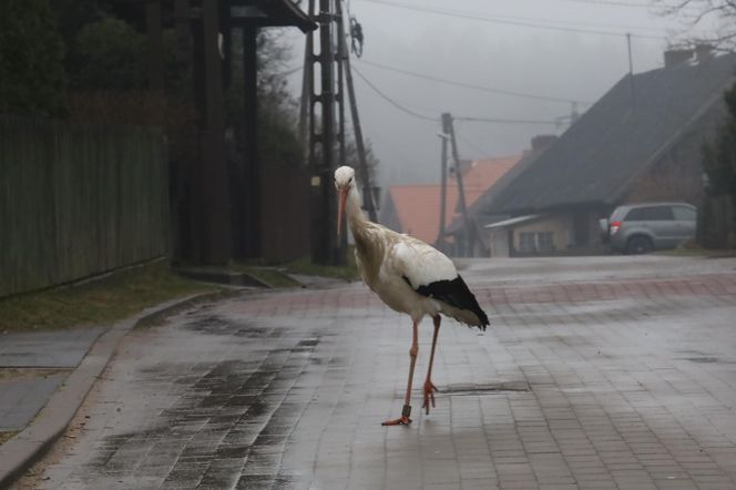 Bocian wrócił na ukochaną wieś. W Krutyni czekali na niego całą zimę