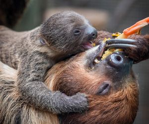 W łódzkim zoo przyszedł na świat leniwiec