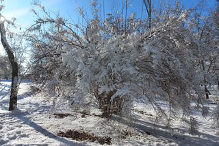 Zimowy spacer w Parku 1000-lecia w Lesznie