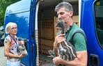 Pisklęta emu zamieszkają w poznańskim ZOO 