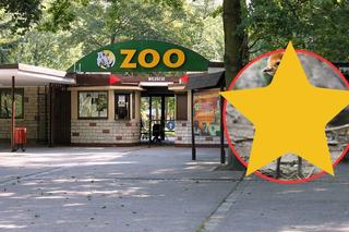 Niezwykłe żurawie wykluły się w poznańskim ZOO. Jesteśmy gatunkiem narażonym na wyginięcie. Zobacz te zdjęcia! 