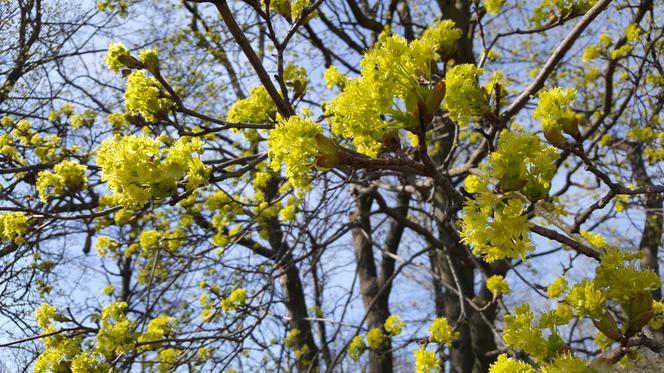 W Bydgoszczy zakwitną piękne kwiaty. Wiosna jest coraz bliżej!
