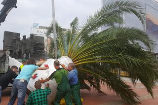 Palmy wróciły na rynek w Katowicach