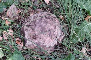 Niezwykłe znalezisko w centrum Poznania - to egzemplarz rzadkiego grzyba - Grzybogwiazda