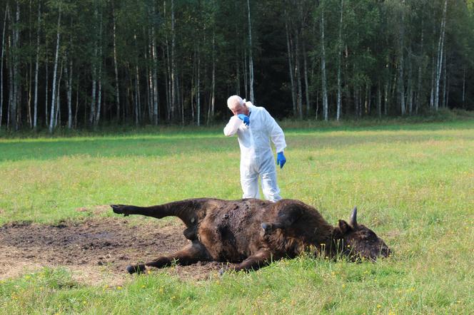 Augustowskie stado straciło żubra