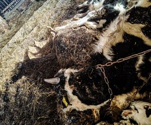 Zagłodził stado krów, a także kury