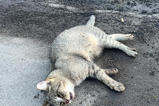 Weterynarze ratują kota Abi