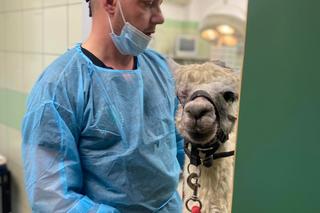 Alpaka Frillis przyszła do weterynarza z chory okiem