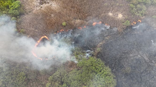Wołomin: Płonie Natura 2000. Dym widać z wielu kilometrów