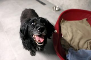 Gliwickie schronisko już po modernizacji. Przebudowany został pawilon dla małych i dużych psów