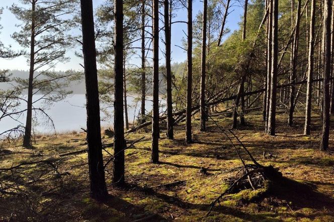 Jezioro Sosnówek to nowy rezerwat przyrody w Borach Tucholskich. Kwaśna woda jest nieskazitelnie przejrzysta 