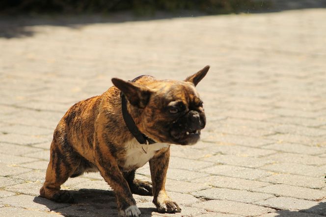 Pogryziony Franek potrzebuje pomocy. Policja szuka właściciela psa. Do szpitala dotarła anonimowa wiadomość
