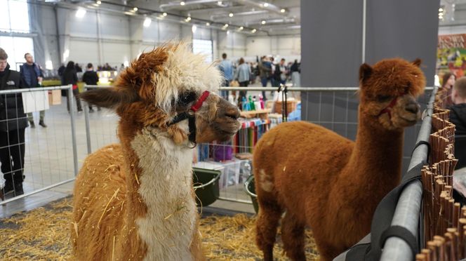 ZOOPARK w Lublinie. „Postawiliśmy na polski las. Chcemy promować nasze zwierzątka”